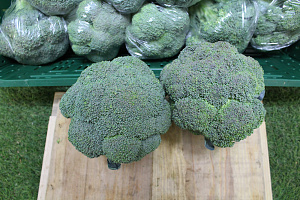 Broccoli exclusief