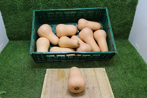 Pompoen Butternut