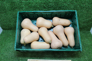 Pompoen Butternut