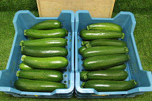 Courgettes 14 st.