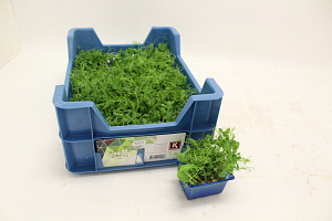 X Affilla® Cress