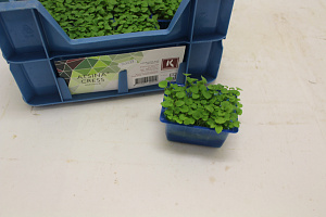 X Atsina® Cress