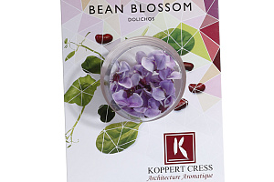 X Bean Blossom