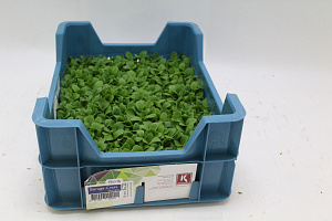 X  Borage Cress