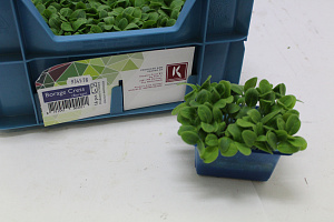 X  Borage Cress