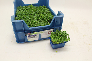 X Daikon Cress®