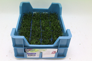 X Rock Cress ® Chives