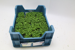 X Rucola Cress®