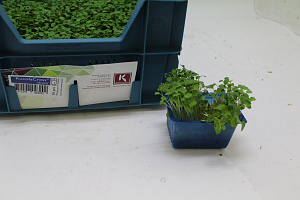 X Rucola Cress®