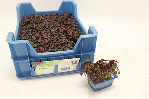 X SHISO Cress purple ®