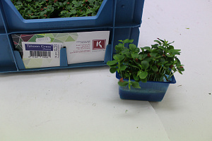 X Tahoon® Cress