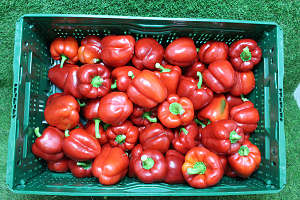 Paprika Rood 75 klasse II