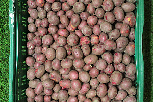 Aardappel Kriel Rood