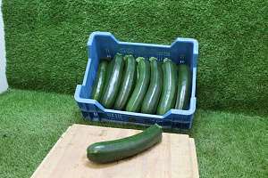 Courgettes Supers Kas 14 st.