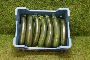 Courgettes Supers Kas 14 st.