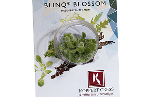 X Blinq Blossom