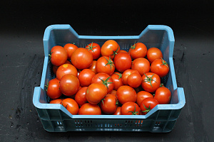 Tomaten B afgekeurd