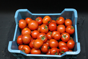 Tomaten B afgekeurd