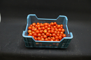 Tomaten Cocktello Los