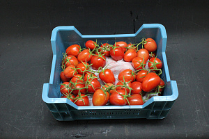 Tomaten Tros Pomodorie