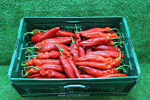 Paprika Punt Rood Supers