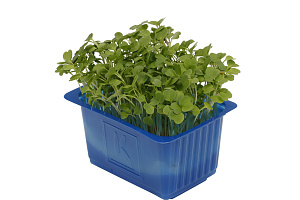 X Rucola Cress Single