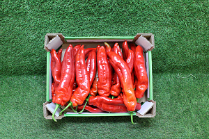 Paprika Punt Rood Supers