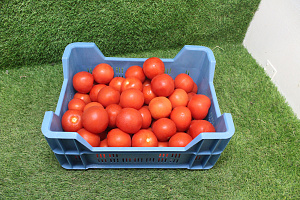 Tomaten B