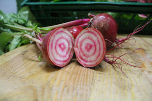 Bieten Chioggia Bos