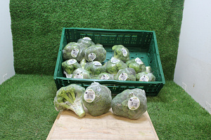 Broccoli 15 x 400 gr.