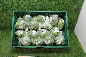 Broccoli 15 x 400 gr.