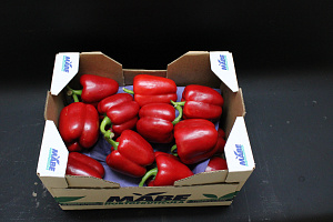 Paprika Rood