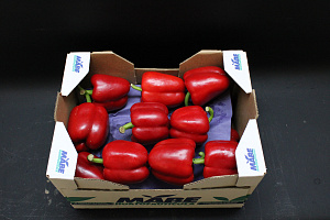 Paprika Rood