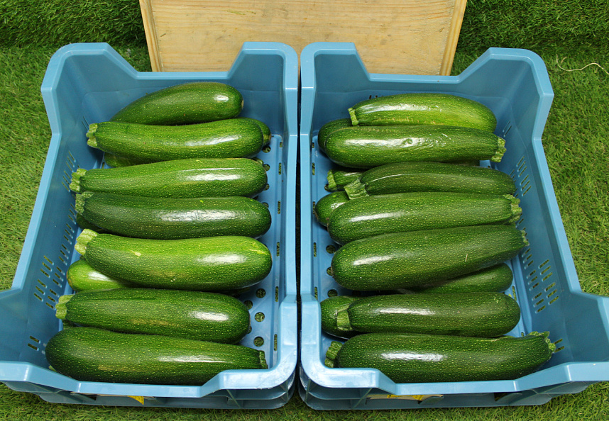 Courgettes 14 st.