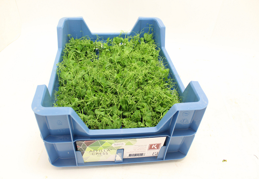 X Affilla® Cress