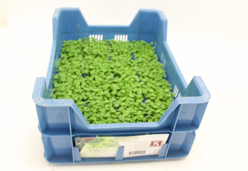 X Atsina® Cress