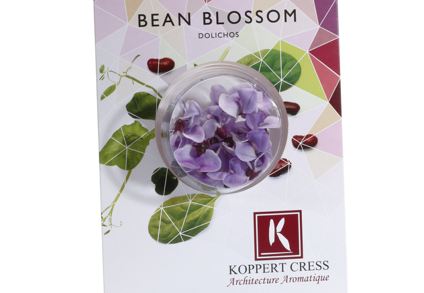 X Bean Blossom