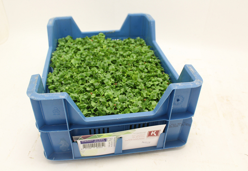 X Daikon Cress®