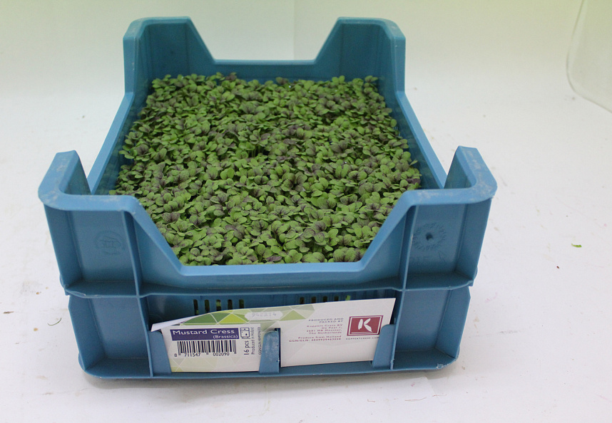 X Mustard Cress