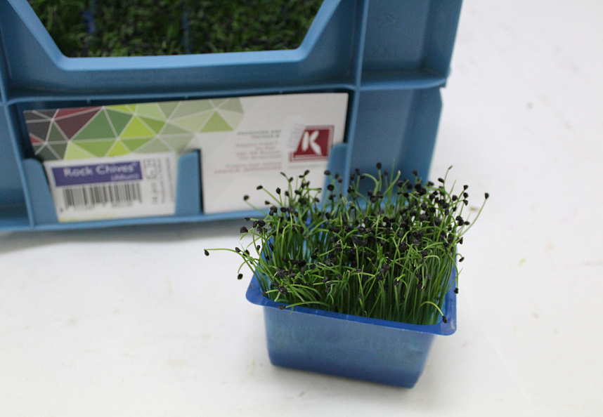 X Rock Cress ® Chives