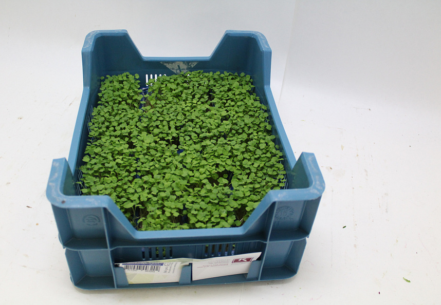 X Rucola Cress®