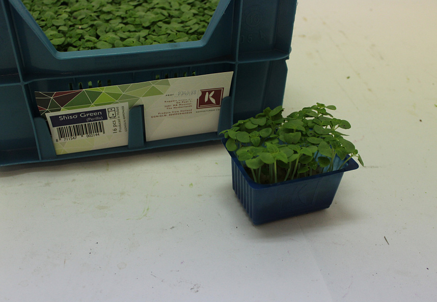 X Shiso® Green Cress