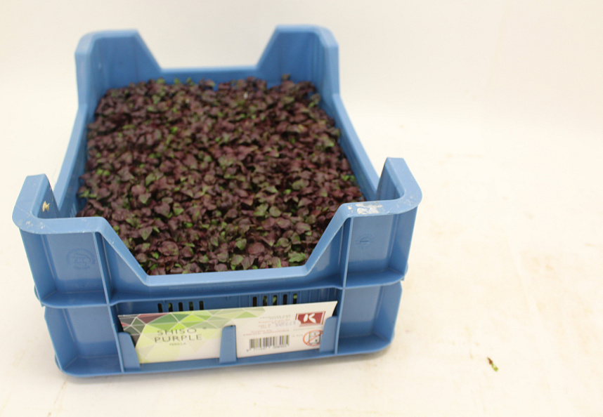 X SHISO Cress purple ®