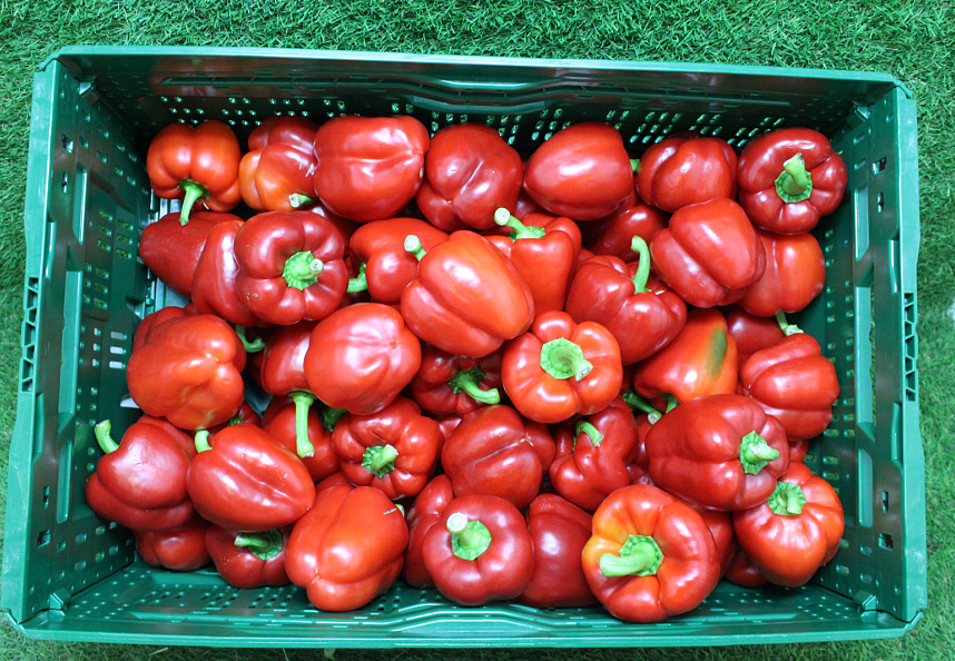 Paprika Rood 75 klasse II