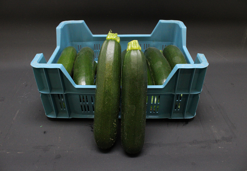 Courgettes Supers Kas 14 st.