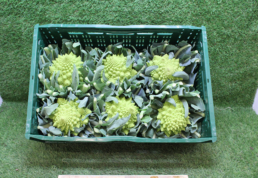 Bloemkool Romanesco 6 st.