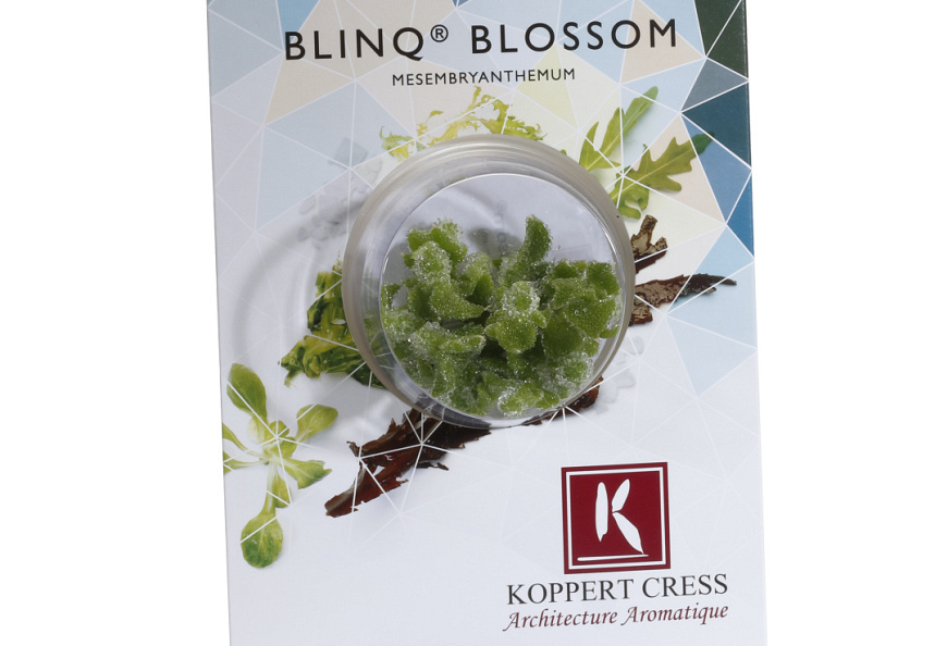 X Blinq Blossom