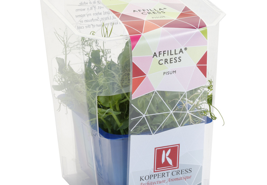 X Affila Cress Single