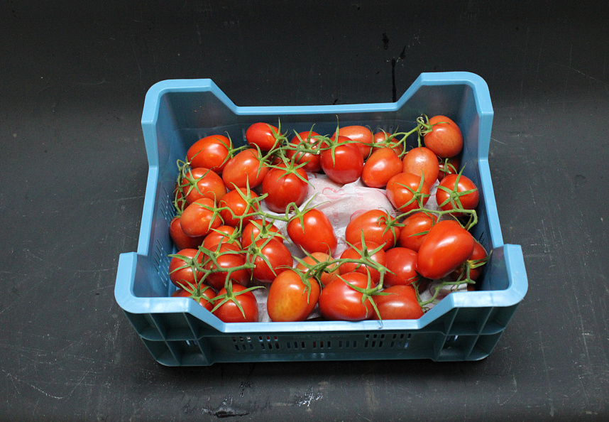 Tomaten Tros Pomodorie