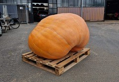 Pompoen Mega 467 kg.